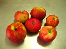 写真：豊作のわらびりんご