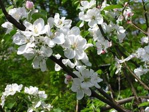 写真：りんごの花の2