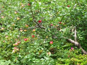 写真：りんごの木