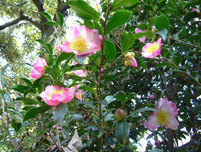白とピンク色の花の写真