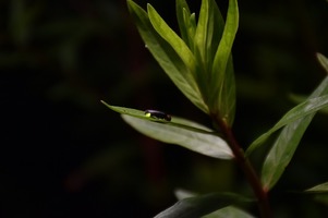 写真：発光するホタル