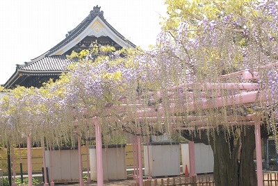 写真：藤まつり