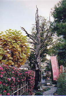 写真：一本杉塚