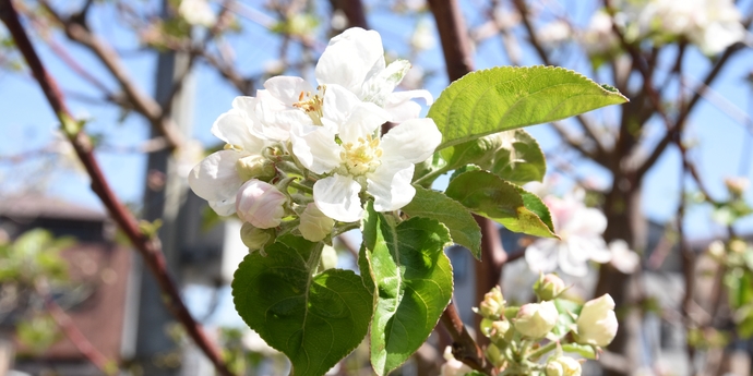 写真：わらびりんごの花