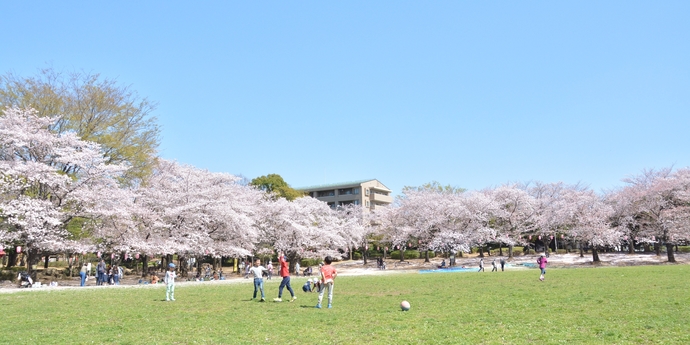 写真：桜が満開に咲いている市民公園
