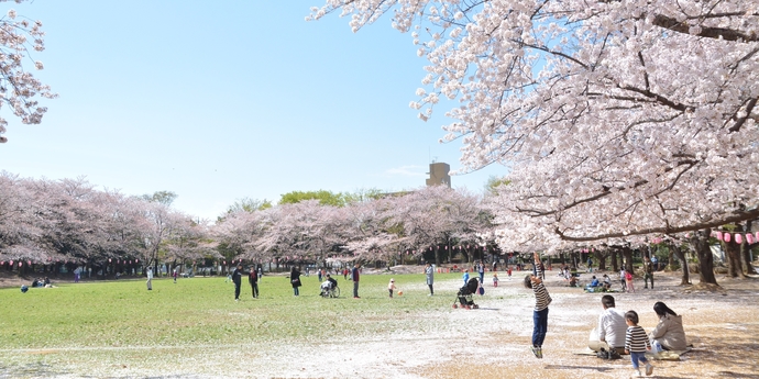 写真：桜が満開に咲いている市民公園