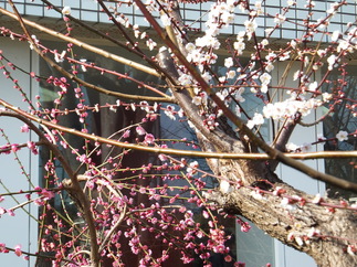 写真：図書館の梅の花
