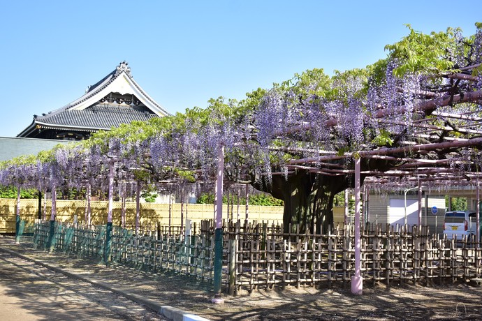 藤まつりの様子