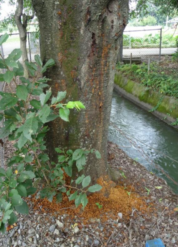 クビアカツヤカミキリが侵入した樹木の症状
