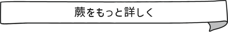 蕨をもっと詳しく